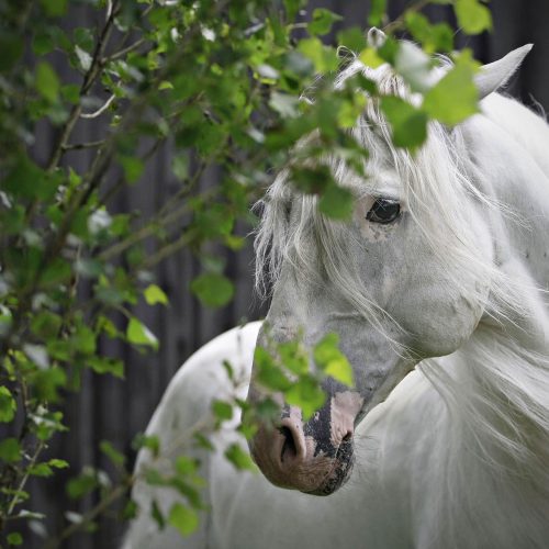 un cheval blanc dans le feuillage